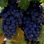 Các loại rượu vang