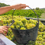 Lam-the-nao-de-bao-quan-ruou-vang-dun-cach-ngay-tai-nha-2