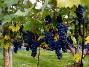 quy trinh san xuat ruou vang 1