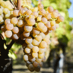 Ruou-vang-Little-Beauty-Dry-Riesling-uong-ngon-than-thanh-2