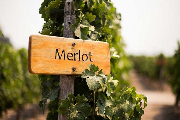 Những điều cần biết về rượu vang Merlot