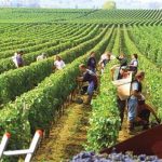 Vùng trồng nho Bordeaux