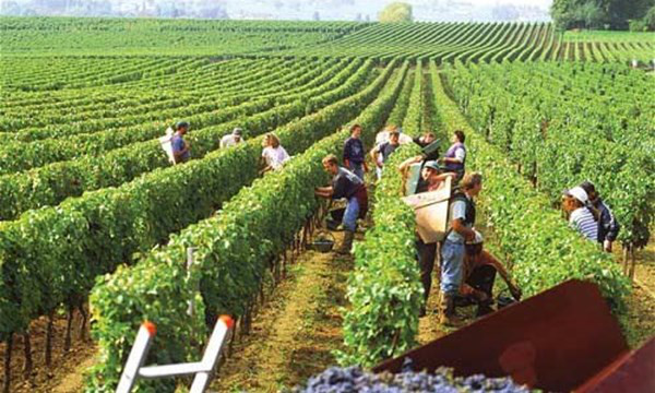Vùng trồng nho Bordeaux