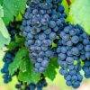 Giống nho Merlot đắt đỏ