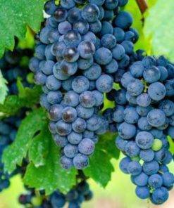 Giống nho Merlot đắt đỏ