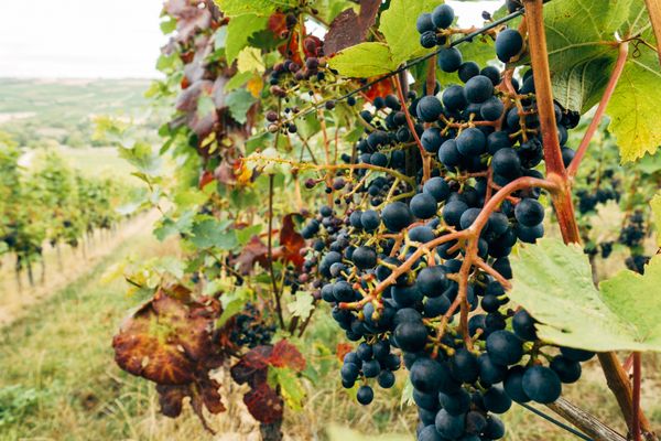 Mua rượu vang Chateau Seigneurie De Murviel ở đâu chính hãng? 2 Vườn nho vùng Bordeaux nước Pháp lúc hoàng hôn