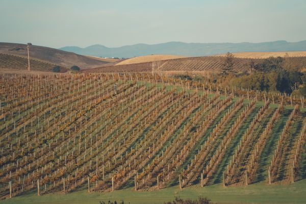 Những lý do khiến rượu vang Mỹ nổi tiếng thế giới 2 Vườn nho Napa Valley California nhìn từ trên cao