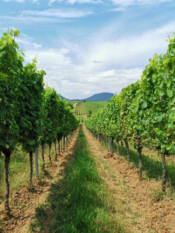 Vùng trồng nho Rioja nổi tiếng của Tây Ban Nha